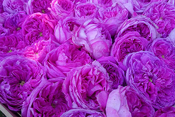 rose-jardin-parfumeur